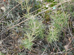Teucrium pseudochamaepitys