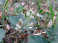 Rubus riddelsdellii