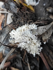 Fungi
