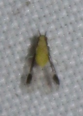 Monellia caryella