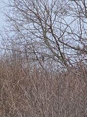 Aves