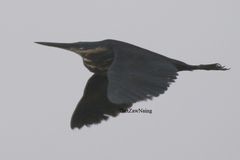 Ixobrychus flavicollis