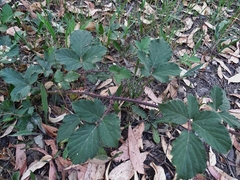 Rubus riddelsdellii