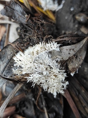 Fungi