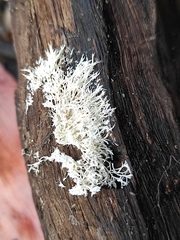 Fungi
