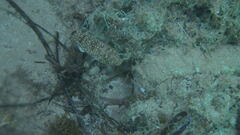 Torquigener flavimaculosus