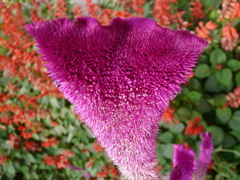 Celosia