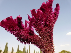 Celosia