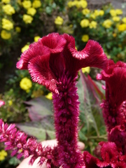 Celosia