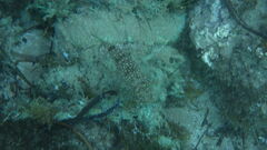 Torquigener flavimaculosus