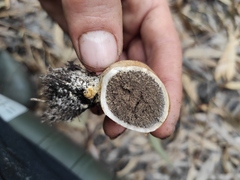 Scleroderma verrucosum