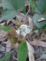 Rubus riddelsdellii