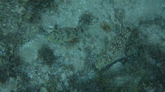 Torquigener flavimaculosus