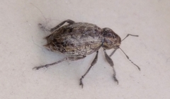 Elytrodon bidentatus