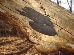 Biscogniauxia nummularia