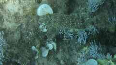 Torquigener flavimaculosus