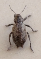 Elytrodon bidentatus