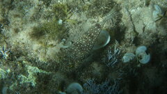 Torquigener flavimaculosus