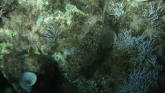 Torquigener flavimaculosus