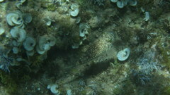 Torquigener flavimaculosus