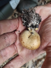 Scleroderma verrucosum