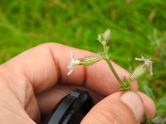 Silene nicaeensis