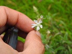 Silene nicaeensis