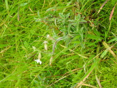 Silene nicaeensis