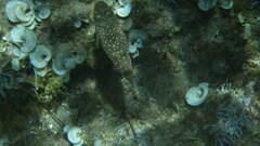 Torquigener flavimaculosus