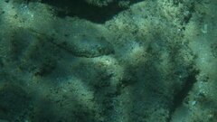 Torquigener flavimaculosus