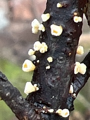 Lachnellula