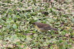 Agelasticus cyanopus