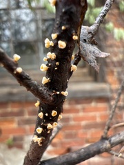 Lachnellula