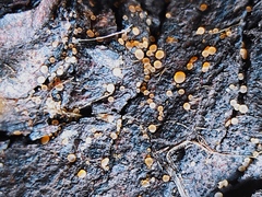 Ascomycota