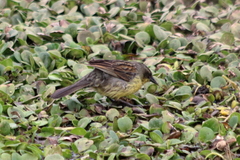 Agelasticus cyanopus