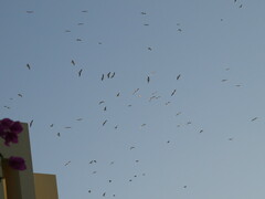 Chroicocephalus ridibundus