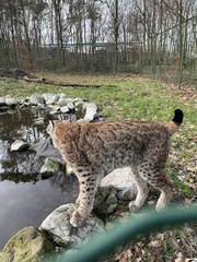 Lynx
