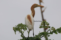 Bubulcus ibis coromandus