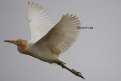 Bubulcus ibis coromandus
