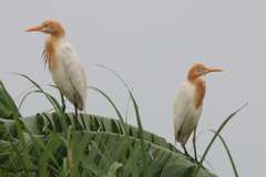 Bubulcus ibis coromandus