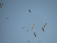 Chroicocephalus ridibundus