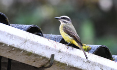 Myiodynastes hemichrysus