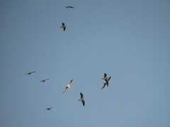 Chroicocephalus ridibundus