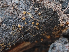 Ascomycota