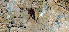 Oedignatha