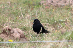 Agelasticus cyanopus