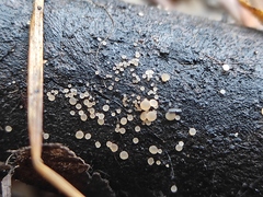 Ascomycota