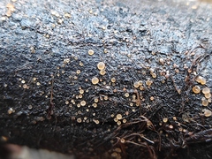Ascomycota