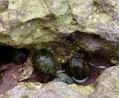 Nerita funiculata