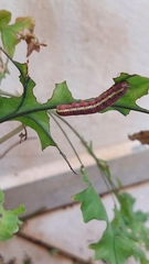 Argyrosticta decumana